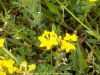 flora ponti sul mincio 24.jpg