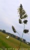 flora ponti sul mincio.jpg