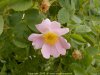 rosa canina ponti sul mincio 3.jpg