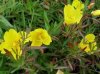 Oenothera Lemon drop.jpeg