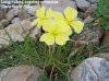 Oenothera flava.jpeg