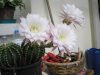 P1010180.jpg