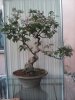 IMG_20160528_143414.jpg