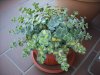 sedum siemboldii variegatum.JPG