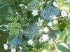 Hydrangea variegata fiore 2.JPG