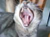 non so' 'n gatto, so' e liòne!!.jpg
