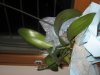 Orchidea Phalaenopsis superiore_NP.jpg
