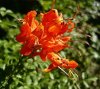 Tecomaria_capensis.JPG