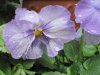 violetta.jpg