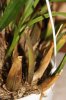 orchidea (3) prova.jpg