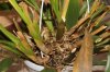 orchidea prova4.jpg
