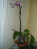 cb009810 Phalaenopsis ibr. - Copia.jpg