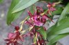 orchidea.jpg