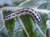 pieris-brassicae.jpg