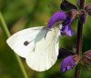 pieris-brassicae-1.jpg