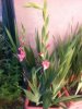 gladioli 2016.JPG