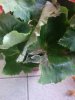 IMG-20160616-WA0002.jpg IMG-20160616-WA0002.jpg