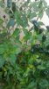 img20160618_200233.jpg