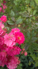 image_36.png