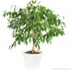 Ficus-Benjamina-Intro-900-804x800.jpg
