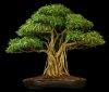 bonsai-ficus-benjamin.jpg bonsai-ficus-benjamin.jpg