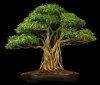 bonsai-ficus-benjamin.jpg