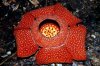 rafflesia arnoldii.jpg