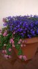 IMG_0001_2.jpg
