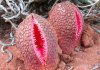 Hydnora-africana-730x512.jpg