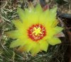 Ferocactus hamatacanthus 16.jpg