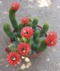 Trichocereus huasha 3.jpg