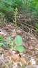 Listera-ovata.jpg Listera-ovata.jpg