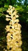 Neottia-nidus-avis-2.jpg Neottia-nidus-avis-2.jpg