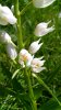 Cephalanthera-longifolia2.jpg