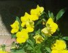 fiori gialli 2.jpg