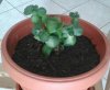 kalanchoe2.jpg