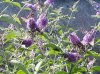 4 Issoria su buddleja viola.jpg