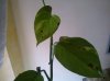 WP_000238.jpg