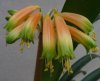 Clivia gardenii1.jpg