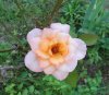 DSC00424p.jpg