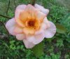 DSC00427p.jpg
