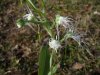 Habenaria sp..jpg