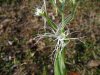 Habenaria sp.1.jpg