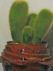 NOTOCACTUS LENINGHAUSII.jpg