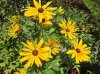 rudbekie bassa.jpg