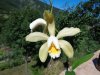 cattleya forbesii - Copia.JPG