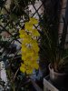 oncidium onusnum - Copia.JPG