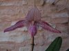 paphiopedilum del rosi - Copia.JPG