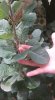 IMG.20160806.WA0003.jpg