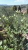 IMG_20160811_123243.jpg